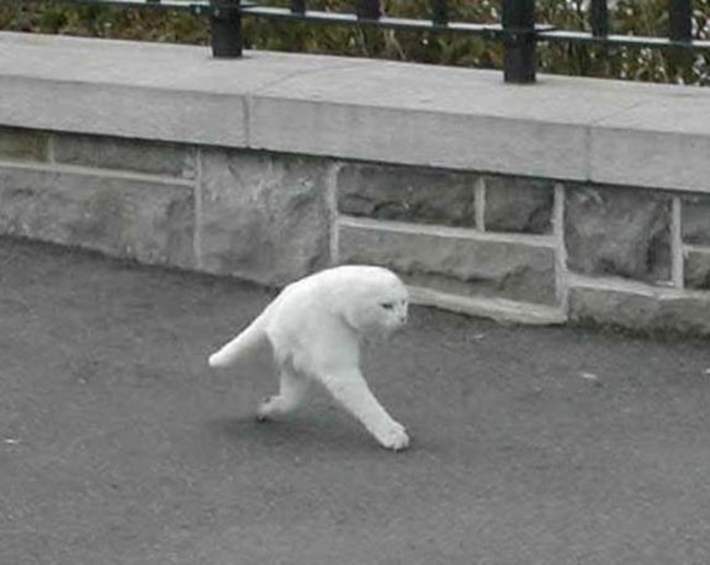 halfcat meme