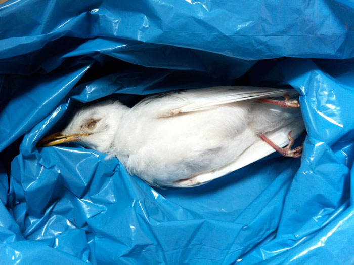 Albino black bird