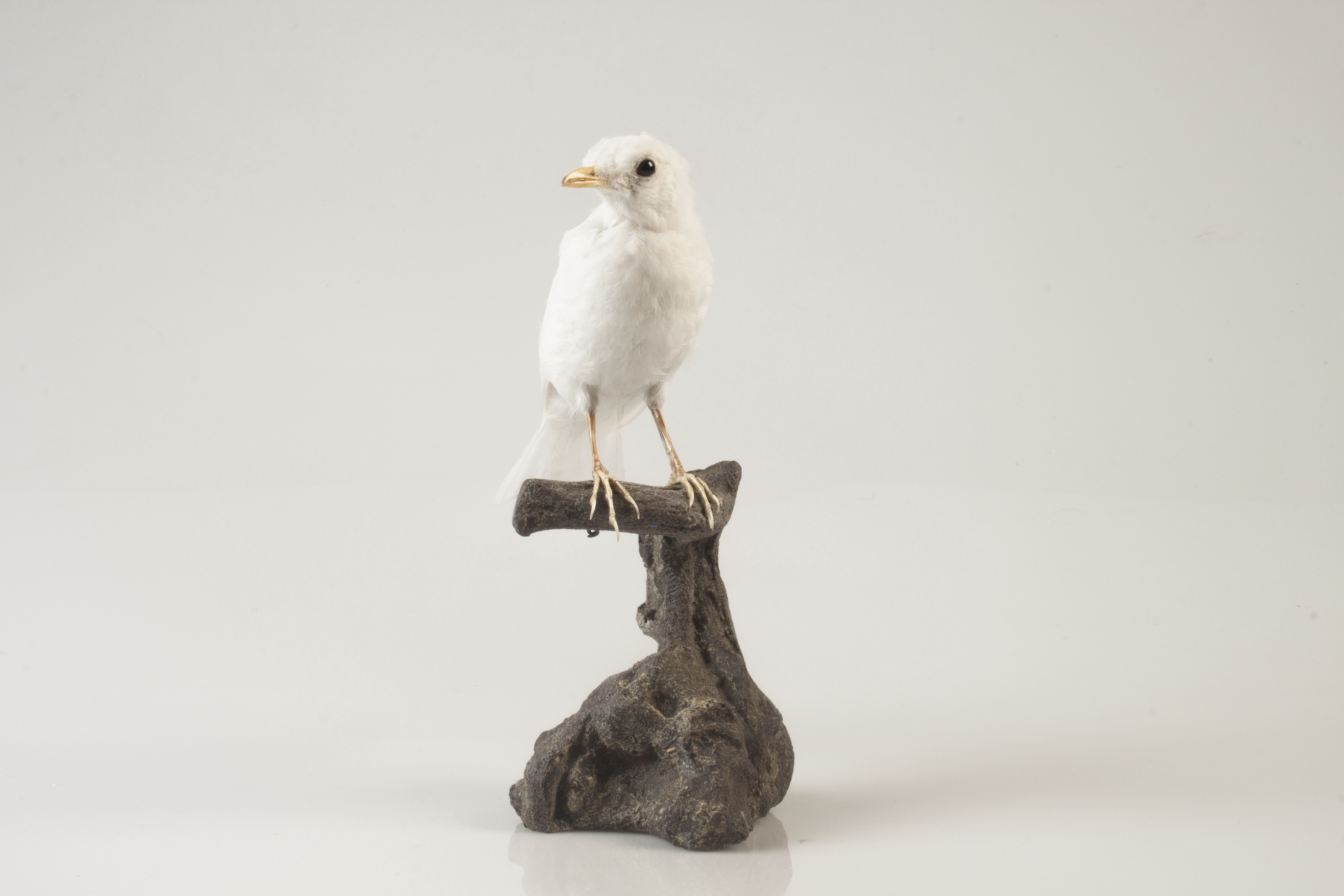 Albino black bird