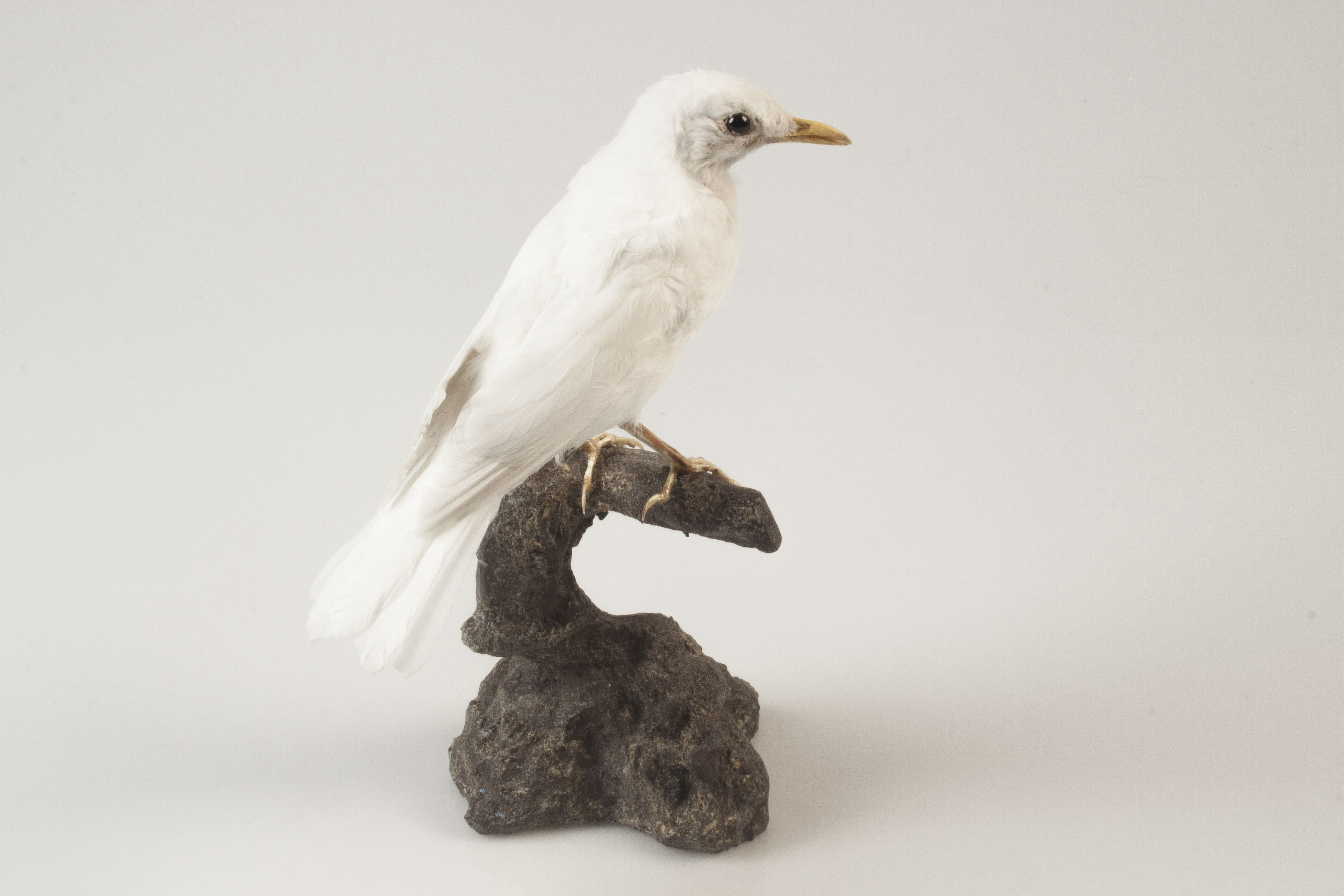 Albino black bird