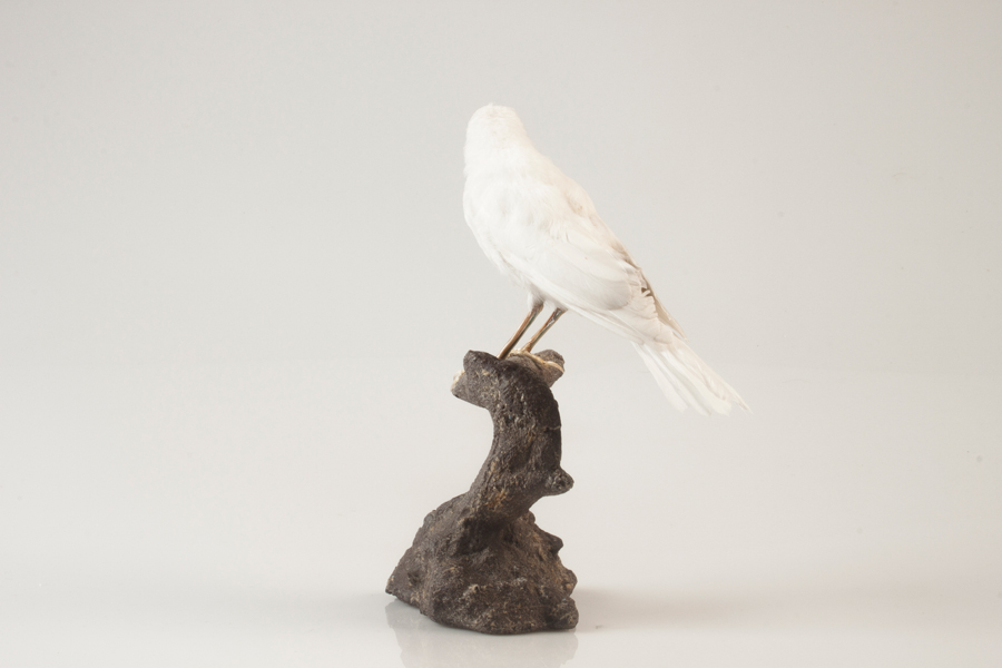 Albino black bird